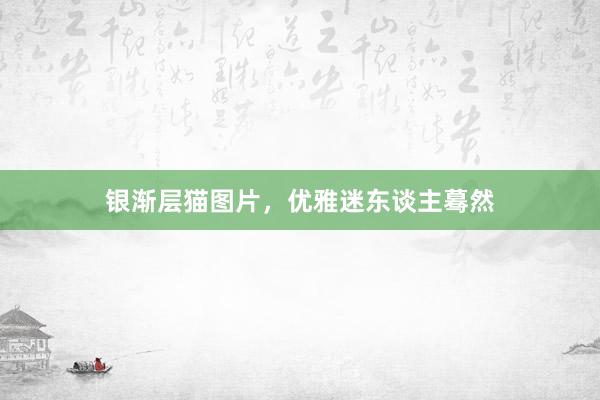 银渐层猫图片,优雅迷东谈主蓦然